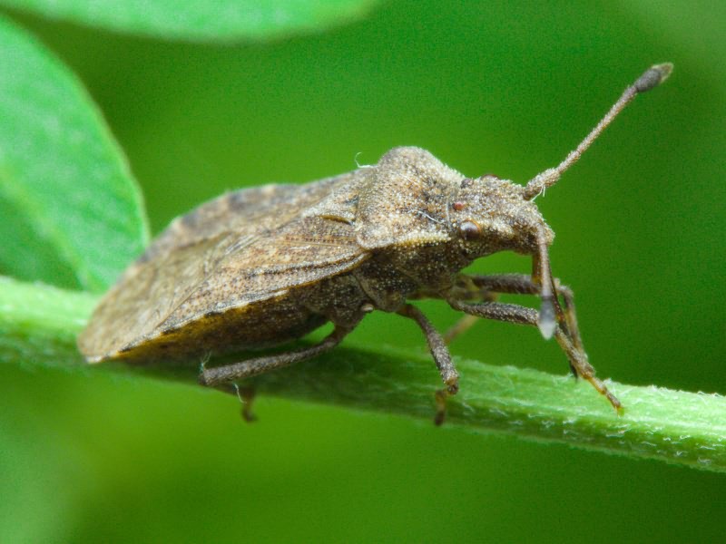 Bathysolen nubilus (Fallen, 1807)
